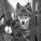 allegory: the wolf
